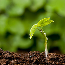 Plant, Environmental and Soil Sciences
